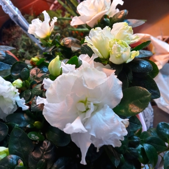 Plant: Azalea - Picture 2 of 7